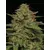 Strawberry Cheesecake Auto, Фасовка: 3